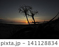 夏の海岸、夕日に浮かぶハマユウ（浜木綿）のシルエット 141128834