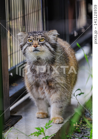 放飼場の中を探索するように鋭い視線で行進する野生の猫マヌルネコ 放飼場の中を探索するように鋭い視線で行進する野生の猫マヌルネコ 141128939