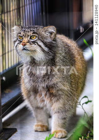 北海道の旭山動物園で暮らす絶滅危惧種マヌルネコの精悍なウォーキング 141128940