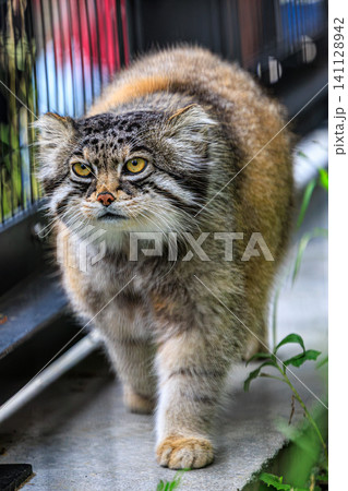 エキゾチックな顔立ちと横長の耳が魅力的なマヌルネコの歩行シーン 141128942