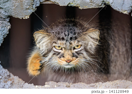岩の隙間から鋭い眼差しをこちらに向ける旭山動物園の人気マヌルネコ・グルーシャ 141128949