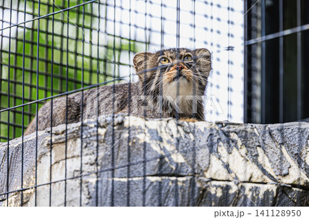 ふさふさとした厚い被毛に包まれた希少な野生の猫マヌルネコの凛々しい佇まい ふさふさとした厚い被毛に包まれた希少な野生の猫マヌルネコの凛々しい佇まい 141128950