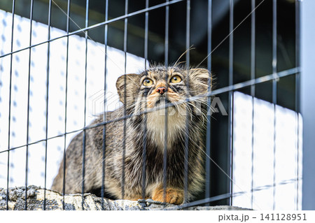 檻の中から純粋な眼差しで周囲を観察する旭川市旭山動物園の人気マヌルネコ 141128951