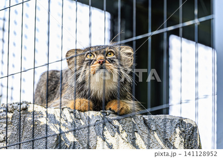 横に広がった耳と愛らしい表情がチャームポイントの野生ネコ科動物のヒデ 141128952