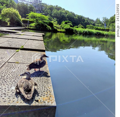 初夏の台原森林公園の大池と佇む2羽のカルガモの縦構図 初夏の台原森林公園の大池と佇む2羽のカルガモの縦構図 141128958
