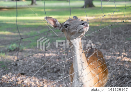 Beautiful deer looking through the bars Beautiful deer looking through the bars 141129167