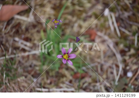 緑の葉とピンクの花びらのニワゼキショウの花のアップの風景 緑の葉とピンクの花びらのニワゼキショウの花のアップの風景 141129199