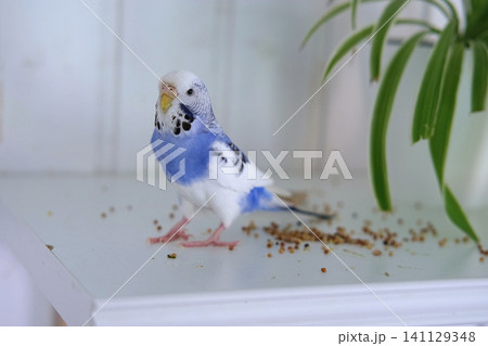Very Cute Budgie is Happily Enjoying Its Meal Nestled at Home. Budgerigar feeds from a pink bowl. Blue White Parakeet Playing toys. Funny domestic animals. Humorous pets. Tamed bird. Funny Pet Parrot. Very Cute Budgie is Happily Enjoying Its Meal Nestled at Home. Budgerigar feeds from a pink bowl. Blue White Parakeet Playing toys. Funny domestic animals. Humorous pets. Tamed bird. Funny Pet Parrot. 141129348
