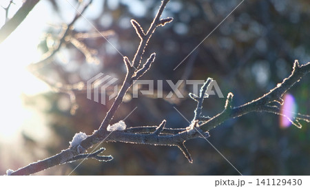 Snowy ice branches with sparkling light effects. Gentle snowfall serene scene. Peaceful winter woodland illuminated by warm sun rays. Sunlit pine forest, falling snowflakes. Bokeh golden lens flare 4K 141129430