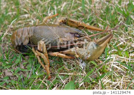 River crayfish in nature. Catching European Live crayfish. Single Astacus in its natural habitat closeup. Detailed view of crustacean on sandy bank. Mottled carapace, textured shell, claws, antennae River crayfish in nature. Catching European Live crayfish. Single Astacus in its natural habitat closeup. Detailed view of crustacean on sandy bank. Mottled carapace, textured shell, claws, antennae 141129474