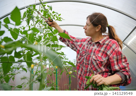 Gardener woman working in a greenhouse. Female organic farmer takes care a green seedlings in a garden. Girl trimming tomatoes. Plant nursery worker in red check shirt weeding sprouts. Gardening club Gardener woman working in a greenhouse. Female organic farmer takes care a green seedlings in a garden. Girl trimming tomatoes. Plant nursery worker in red check shirt weeding sprouts. Gardening club 141129549