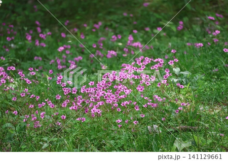緑の雑草とピンクの満開のイモカタバミの花の風景 141129661