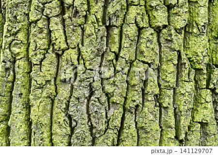 Tree bark texture natural background Tree bark texture natural background 141129707