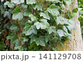 Ivy leaves climbing on tree trunk 141129708