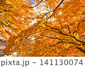 煌めく紅葉 141130074
