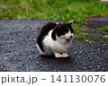 居座る猫 141130076