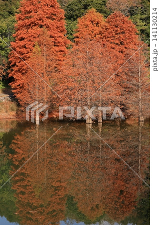紅葉が美しいラクウショウの水没林 紅葉が美しいラクウショウの水没林 141130214