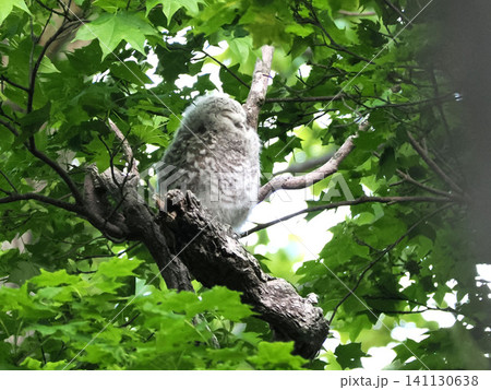 親鳥を待つエゾフクロウの幼鳥 親鳥を待つエゾフクロウの幼鳥 141130638
