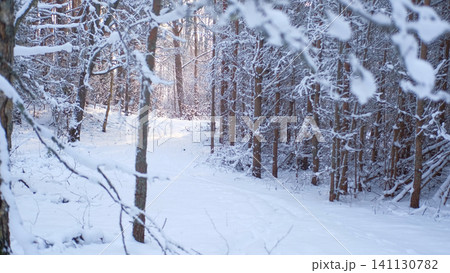 Real photo. Frozen iced branches of tree against sun during sunny winter day. Macro close up view of branch covered by snow in a snowy forest. Plants in the wood at frosty weather. Nature landscape 141130782