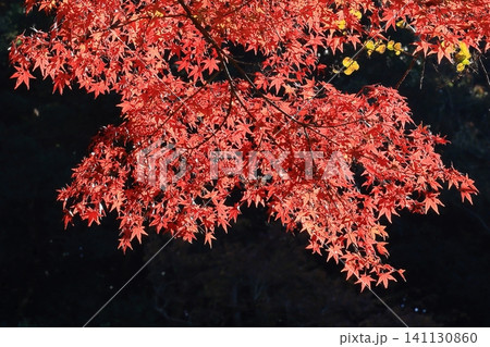 光に照らされ赤く染まる紅葉 光に照らされ赤く染まる紅葉 141130860