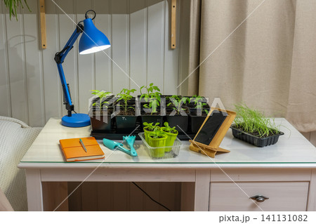 Indoor plant online class. Educational seminar about growing sprouts. Learning session caring for garden seedlings. Practical nurturing and planting training. Gardening workshop desk with seed trays Indoor plant online class. Educational seminar about growing sprouts. Learning session caring for garden seedlings. Practical nurturing and planting training. Gardening workshop desk with seed trays 141131082