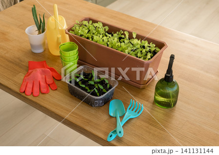 Gardening tools and herbs on wooden table with potted plants and soil for planting. Workshop class plant caring, replanting houseplants. Indoors gardener workplace desk. Horticulture home work space. 141131144
