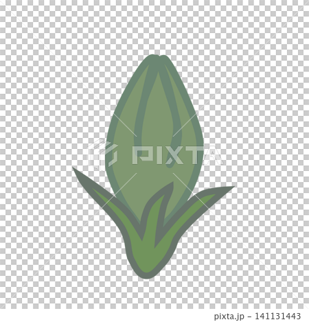 ダイアンサスの蕾のイラスト 141131443