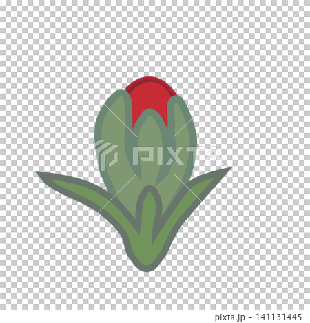 石竹花蕾插圖 141131445