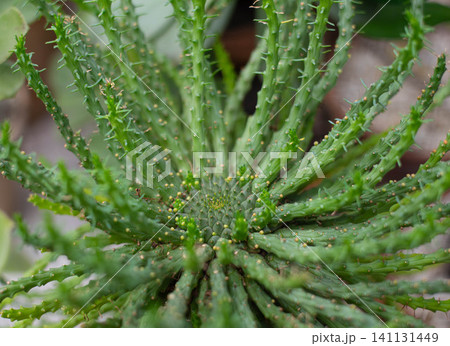 Close-up of an exotic succulent with textured green stems and tiny spines. Unique desert plant growing in a botanical garden, symbolizing resilience, biodiversity, nature, drought tolerance and 141131449