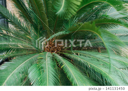 Close-up of lush green cycad palm leaves growing in a tropical garden. Vibrant evergreen foliage creates a natural background, symbolizing exotic plants, botanical beauty, nature, landscaping and Close-up of lush green cycad palm leaves growing in a tropical garden. Vibrant evergreen foliage creates a natural background, symbolizing exotic plants, botanical beauty, nature, landscaping and 141131450