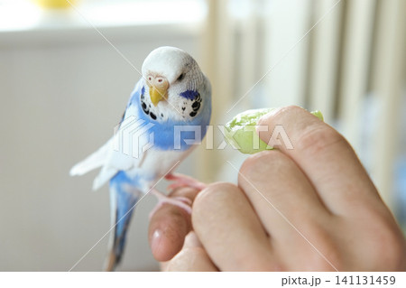 Man Owner is Feeding a Colorful Budgerigar with Fresh, Healthy Green Apple at Home. A person is nurturing a pet budgerigar, beautifully showcasing affection through dedicated pet care and attention 141131459