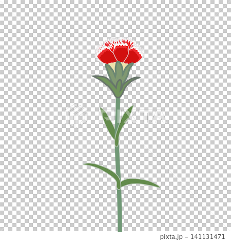 白い縁取りのあるダイアンサスのイラスト 白い縁取りのあるダイアンサスのイラスト 141131471