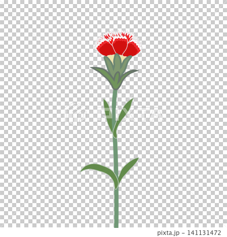 帶有白色邊框的石竹花插圖 帶有白色邊框的石竹花插圖 141131472