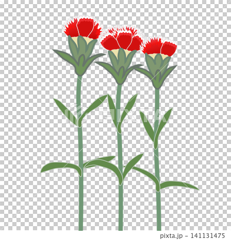 帶有白色邊框的石竹花插圖 帶有白色邊框的石竹花插圖 141131475