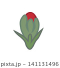 白い縁取りのある赤いダイアンサスのイラスト 141131496