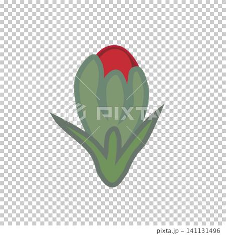 白い縁取りのある赤いダイアンサスのイラスト 141131496