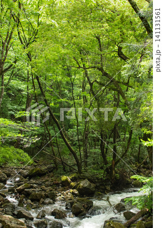 新緑が美しい山間の森林風景 新緑が美しい山間の森林風景 141131561