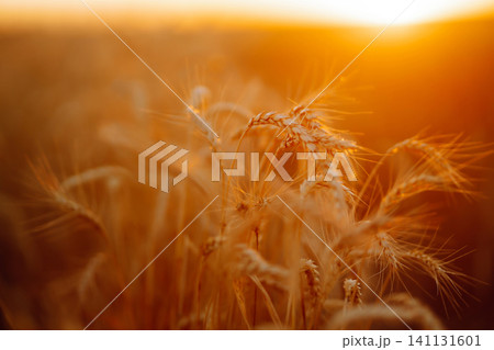 Golden wheat field at sunset with sunlight casting tones on crops, creating beautiful view of nature Golden wheat field at sunset with sunlight casting tones on crops, creating beautiful view of nature 141131601