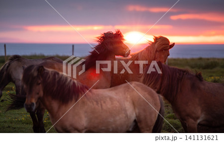 Two Icelandic horses standing together in a coastal meadow at sunset, illuminated by dramatic golden light beneath storm clouds, capturing the wild beauty and spirit of Icelandic nature. Two Icelandic horses standing together in a coastal meadow at sunset, illuminated by dramatic golden light beneath storm clouds, capturing the wild beauty and spirit of Icelandic nature. 141131621