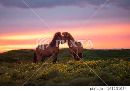 Two Icelandic horses gently nuzzling in a wildflower meadow during a vibrant sunset in Iceland, capturing a peaceful moment of affection beneath a colorful Nordic summer sky. 141131624