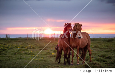 Two Icelandic horses standing together in a coastal meadow at sunset, illuminated by dramatic golden light beneath storm clouds, capturing the wild beauty and spirit of Icelandic nature. 141131626