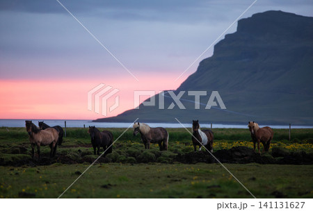 Herd of Icelandic horses standing in a coastal meadow at sunset beneath dramatic mountains, with colorful evening skies and the rugged landscape of Iceland creating a peaceful Nordic scene. 141131627