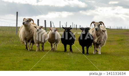 Traditional Icelandic sheep and lambs walking together across a lush green pasture in Iceland, showcasing the country's hardy native breed beneath dramatic Nordic skies and rural landscapes. Traditional Icelandic sheep and lambs walking together across a lush green pasture in Iceland, showcasing the country's hardy native breed beneath dramatic Nordic skies and rural landscapes. 141131634