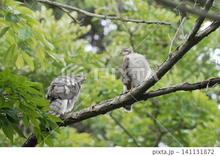 枝に並んで休むハイタカの幼鳥たち(野鳥・自然風景) 枝に並んで休むハイタカの幼鳥たち(野鳥・自然風景) 141131872