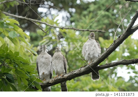 枝に並んで休むハイタカの幼鳥たち(野鳥・自然風景) 枝に並んで休むハイタカの幼鳥たち(野鳥・自然風景) 141131873
