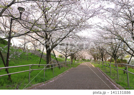 荒川スーパー堤防上の小松川千本桜（東京都江戸川区／東大島） 141131886