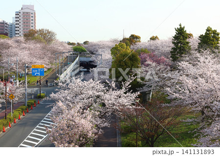 荒川スーパー堤防上の小松川千本桜（東京都江戸川区／東大島） 141131893