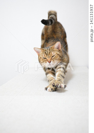 伸びをする猫のポーズ アメリカンショートヘア ブラウンパッチドタビー 伸びをする猫のポーズ アメリカンショートヘア ブラウンパッチドタビー 141131937