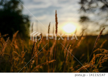 Tall, dry field grass is illuminated by a warm, golden sunset in a peaceful countryside landscape. Tall, dry field grass is illuminated by a warm, golden sunset in a peaceful countryside landscape. 141132147