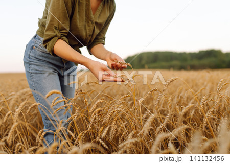 Beautiful woman farmer checks the quality of wheat. Agriculture, gardening or ecology concept. Beautiful woman farmer checks the quality of wheat. Agriculture, gardening or ecology concept. 141132456